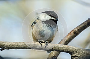 Black capped chickadee