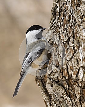 Black-capped Chickadee