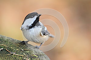 Black capped chickadee