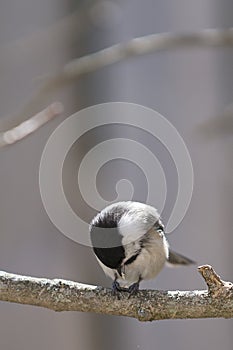 Black-capped Chickadee