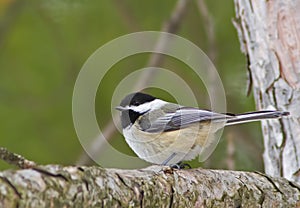 Black-capped Chickadee