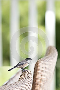 Black-Capped Chickadee