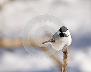 Black-capped Chickadee