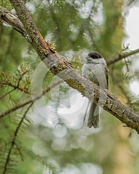 Black-capped Chickadee in Alaska