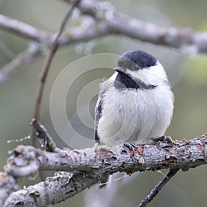 A Black-capped Chickadee in Alaska