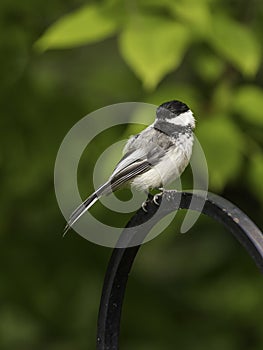 A Black-capped Chickadee in Alaska