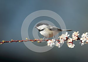 Black Capped Chickadee