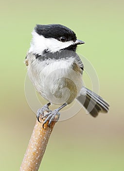 Black-Capped Chickadee Balancing Perched On A Stick On A Windy Day