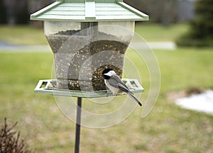 Black Capped Chickadee on Bird Feeder