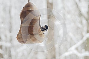 Black capped chickadee in bird feeder in winter snow