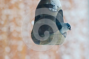 Black capped chickadee in bird feeder in winter snow