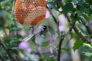 Black-capped Chickadee Bird Hanging on Bird Feeder Upside Down