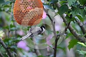 Black-capped Chickadee Bird Hanging on Bird Feeder Upside Down