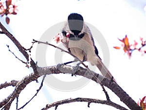 Black Capped Chickadee Bird Perched On A Branch With Spring Flowers