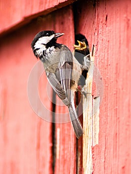 Black-capped Chickadee Bird Perched Over Nest Feeding Young