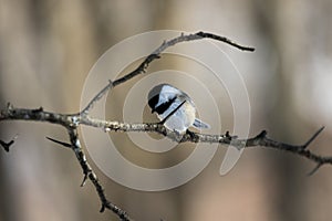 Black Capped Chickadee Bird on Thorny Branch