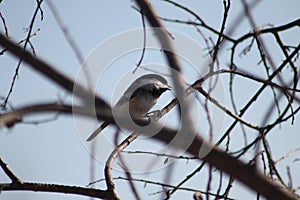 Black-Capped Chickadee