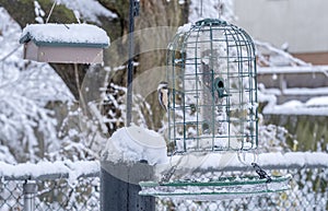 Black-capped Chickadee at the Black Oil Sunflower Seed Feeder in a Backyard