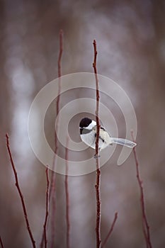 Black-capped Chickadee on a branch