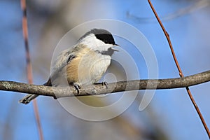 Black-capped chickadee on a branch with an open beak. Poecile atricapillus