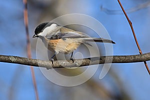 Black-capped chickadee on a branch. Poecile atricapillus