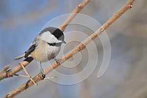 Black-capped chickadee on a branch. Poecile atricapillus