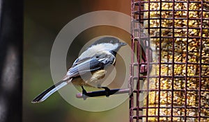 black capped chickadee