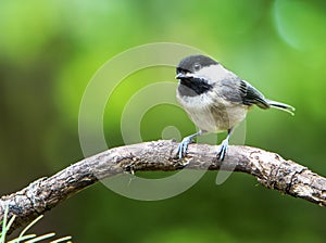 Black-Capped Chickadee on Curved Branch