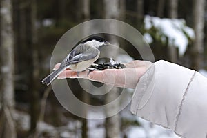 Black-capped Chickadee Eating Out Of A Girl's Hand, Closeup