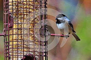 black capped chickadee