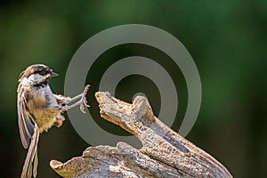 Black Capped Chickadee flying to perch