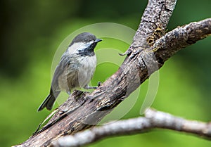 Black-Capped Chickadee on Forked Branch