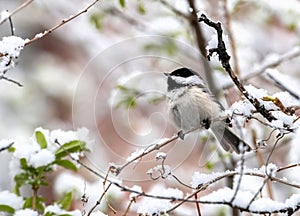 Black-capped Chickadee in fresh Spring Snowstorm