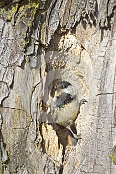 Black capped chickadee in a hole