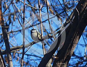 Black-Capped Chickadee - Idaho