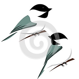 Black Capped Chickadee Illustration