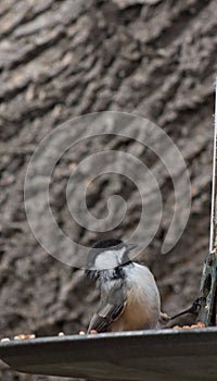 Black-capped Chickadee intently inspecting a bird feeder.
