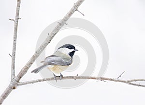 A Black-capped Chickadee isolated on white background perched on branch in winter