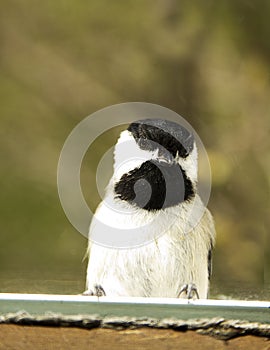 Black Capped Chickadee Loonking in Window