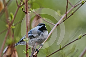 Black-capped Chickadee in a Maple Tree