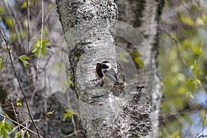 Black capped chickadee nest