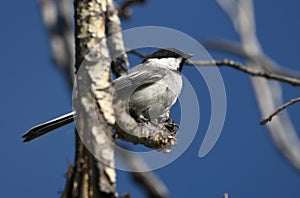 Black capped Chickadee, Park City, Utah birding