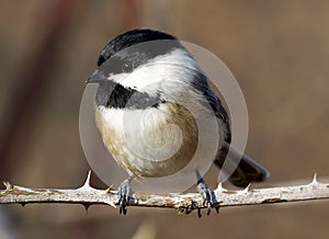 Black Capped Chickadee - Parus atricapillus