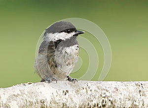 Black Capped Chickadee - Parus atricapillus