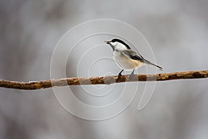 Black capped chickadee Parus atricapillus perched on a pine branch eating in Febrauary