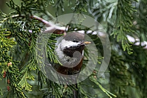 Black-capped Chickadee Searching for Food