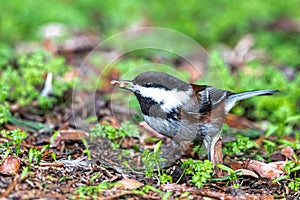 Black-capped Chickadee Searching for Food