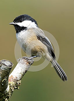 Black Capped Chickadee - Parus atricapillus