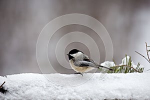 Black capped chickadee Parus atricapillus standing in the snow in March