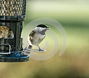 Black Capped Chickadee Perched at Birdfeeder